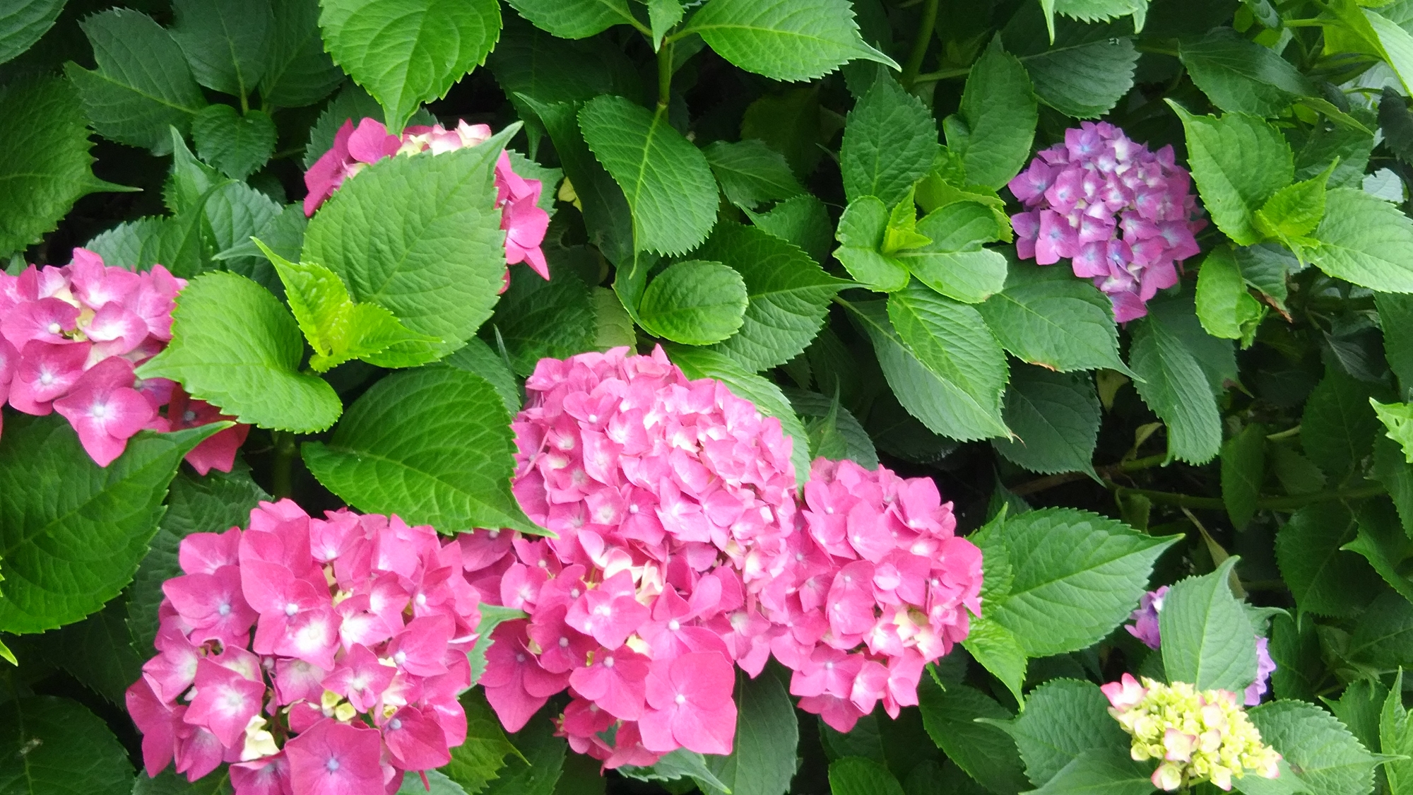 *【季節の花々】6月より「紫陽花」をご覧いただけます。