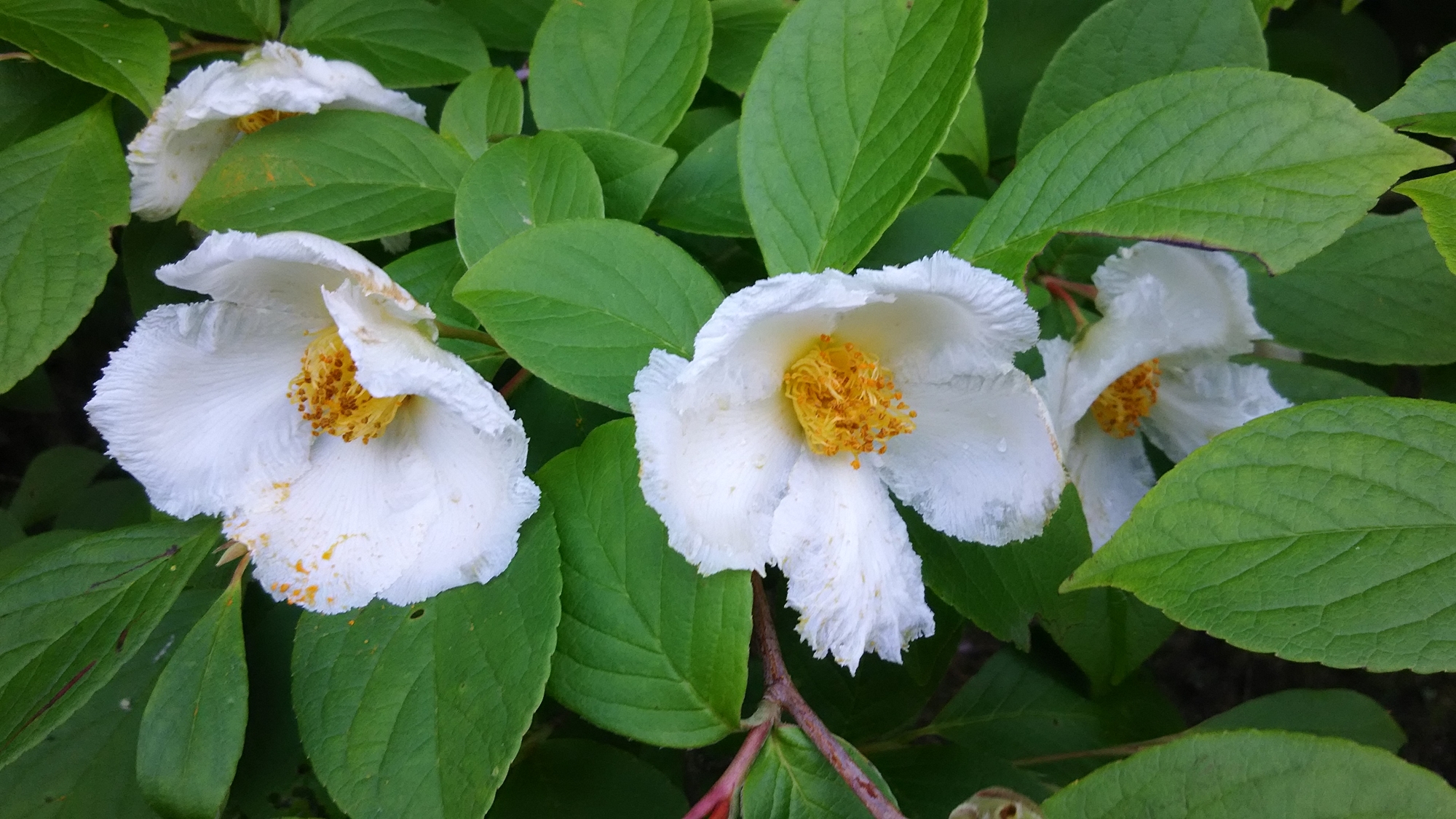 *【季節の花々】6月より「夏椿」をご覧いただけます。