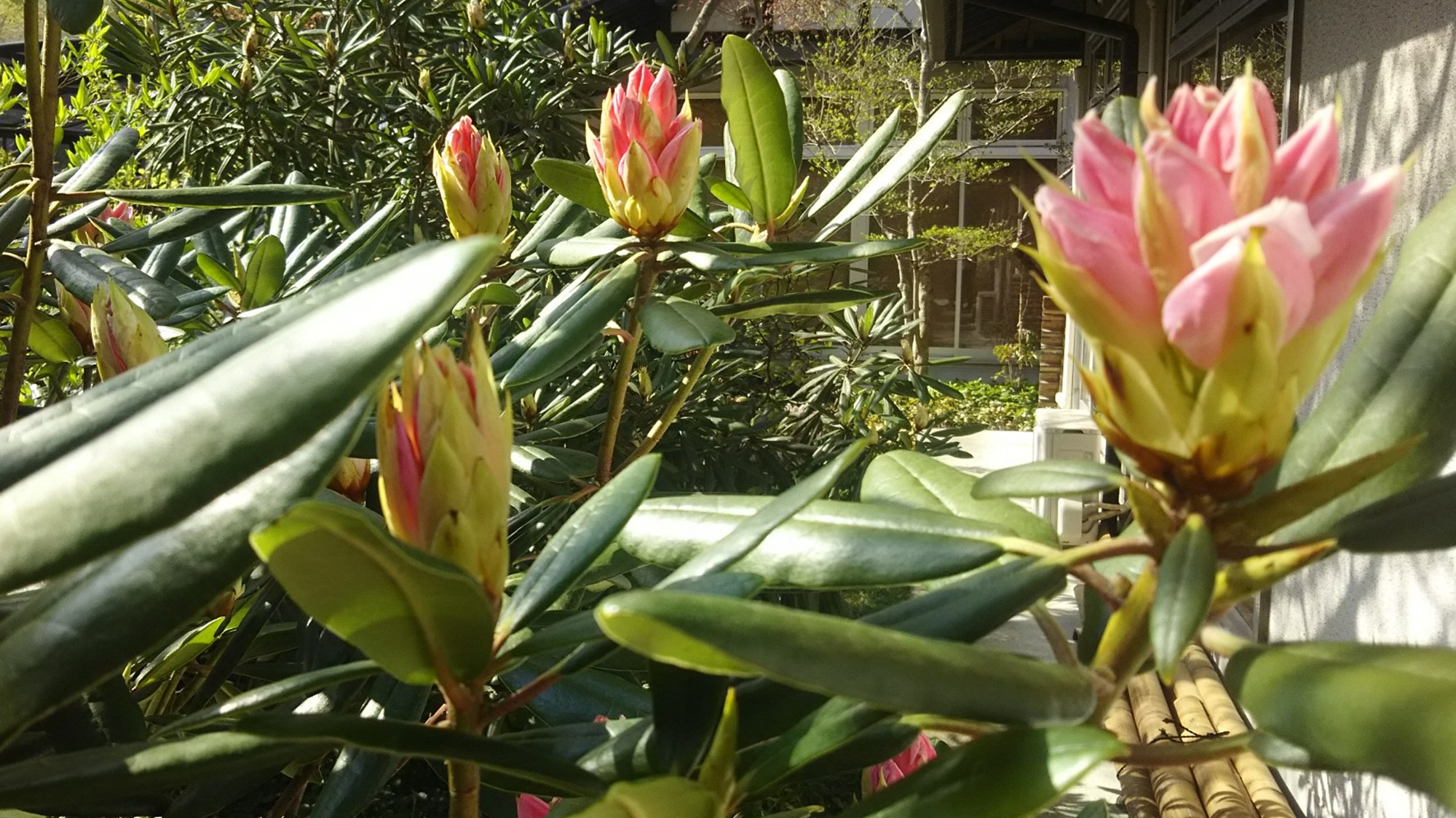 *【季節の花々】3月下旬より「シャクナゲ」をご覧いただけます。