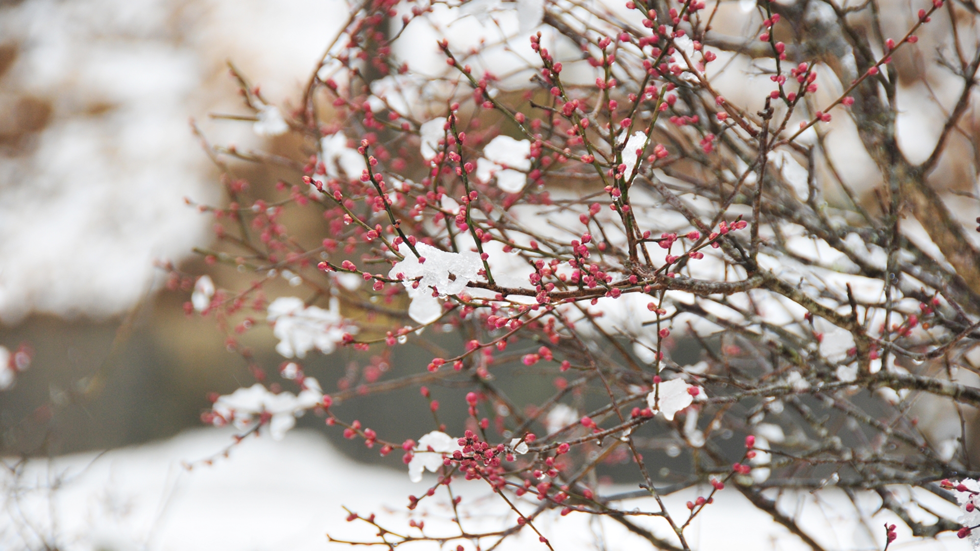 *雪景色：しんしんと降り積もる雪。日本の美しい冬景色に思わず心奪われてしまいます。