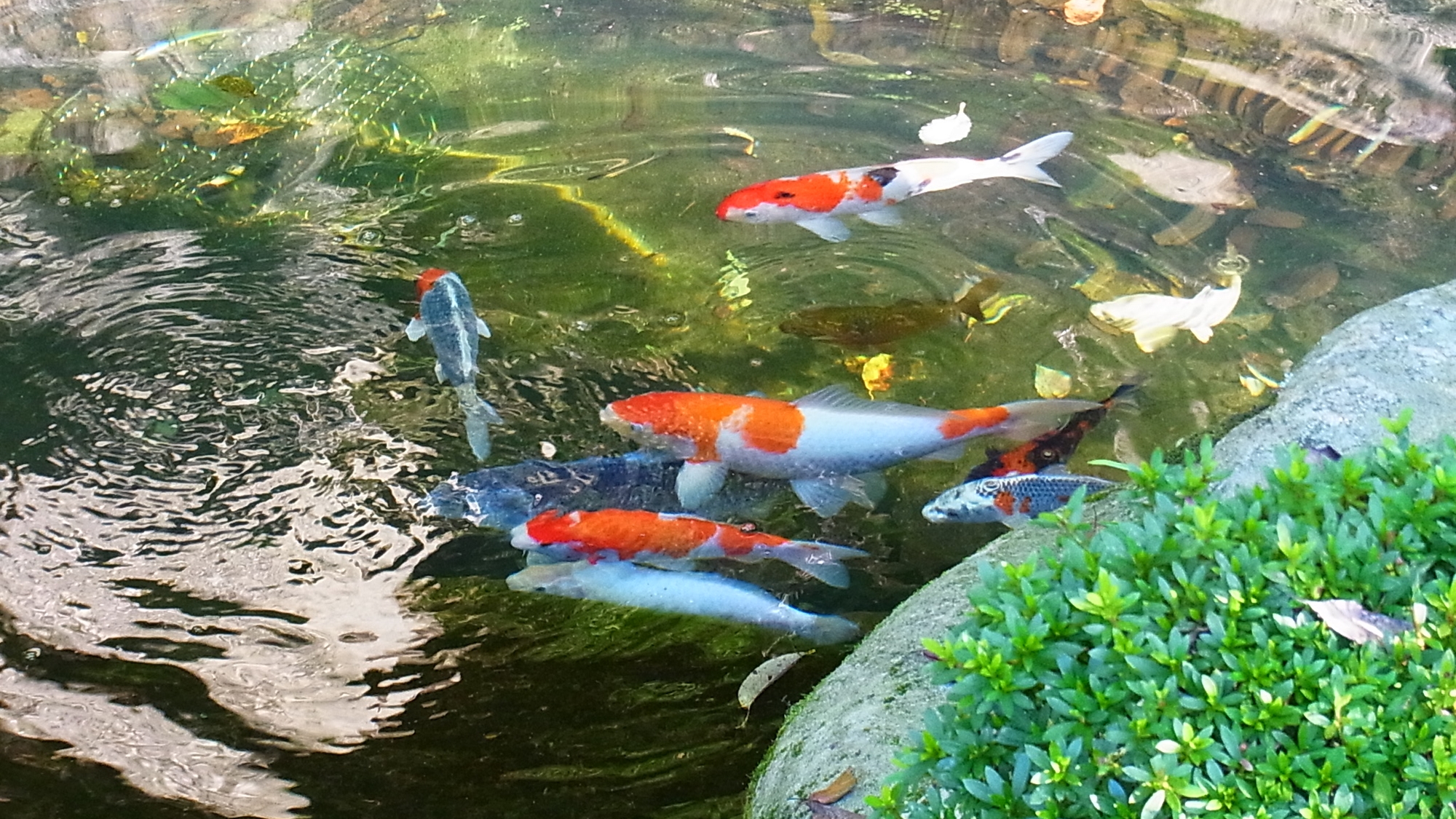 *【池の鯉】庭の池には悠々と鯉が泳いでいます♪