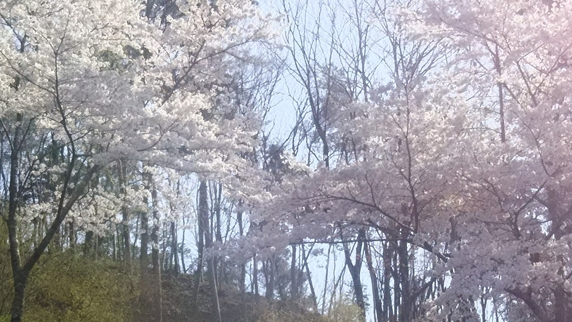 *【季節の花々】3月下旬より「桜」をご覧いただけます。