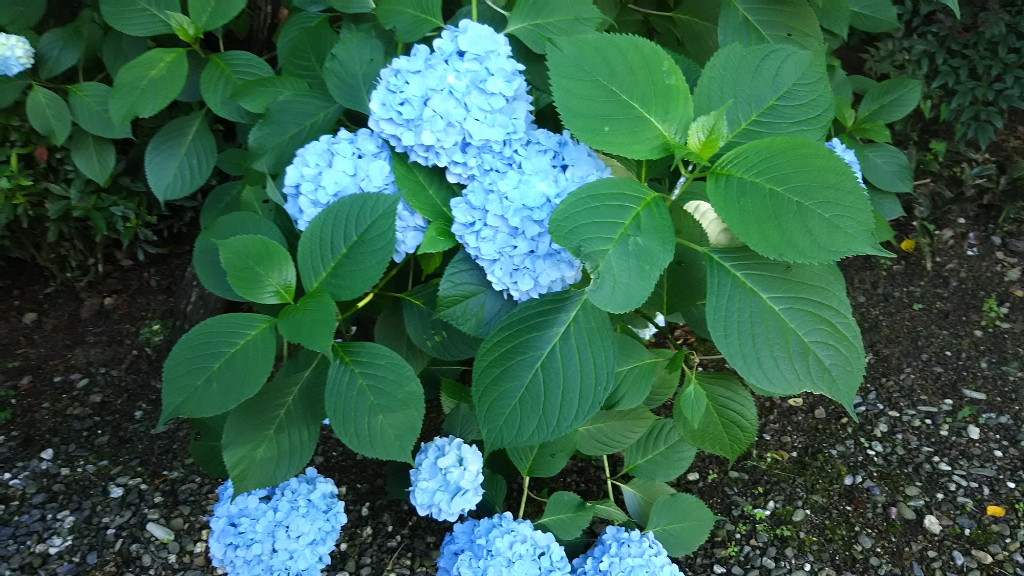 *【季節の花々】6月より「紫陽花」をご覧いただけます。