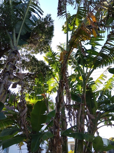 バナナの森です。