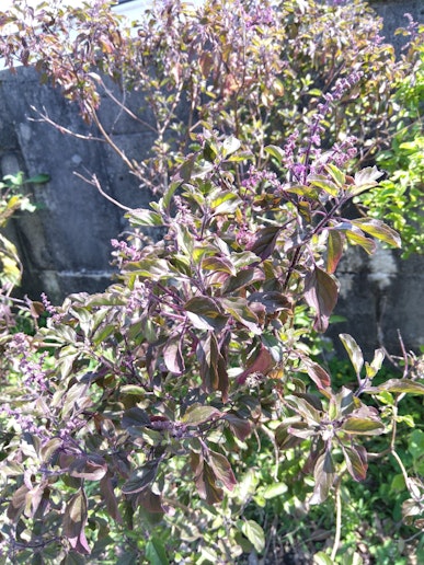 タイバジル(トゥルシー)です。