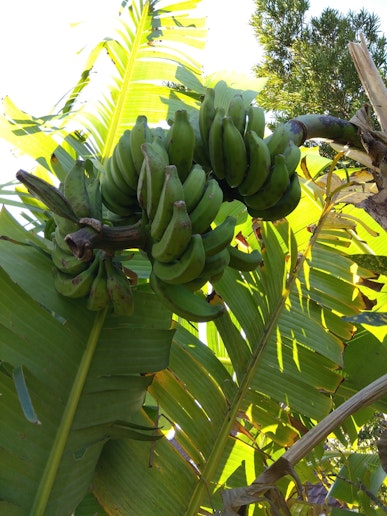 敷地内にはたくさんのバナナが育っています。