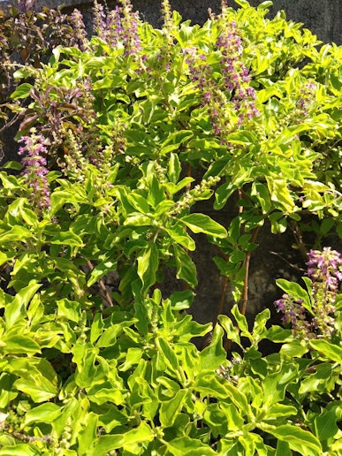 ホーリーバジルです。