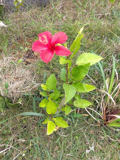 ハイビスカスです。ハーブ、花々も植えてあります。