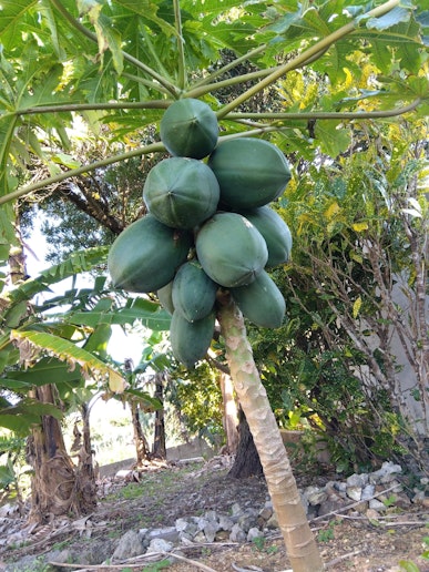 パパイヤも育っています。