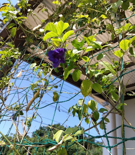 バタフライピーです。