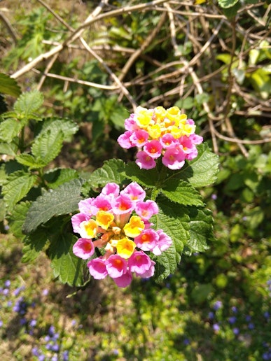 ランタナです。