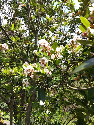 シャリンバイです。