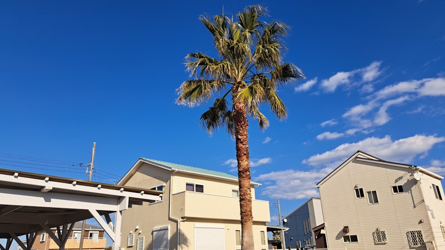 目印のヤシの木