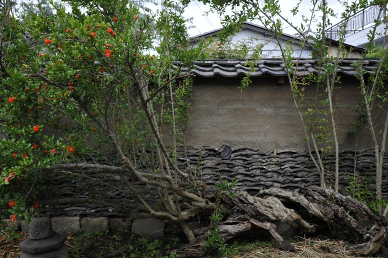 庭のざくろの木