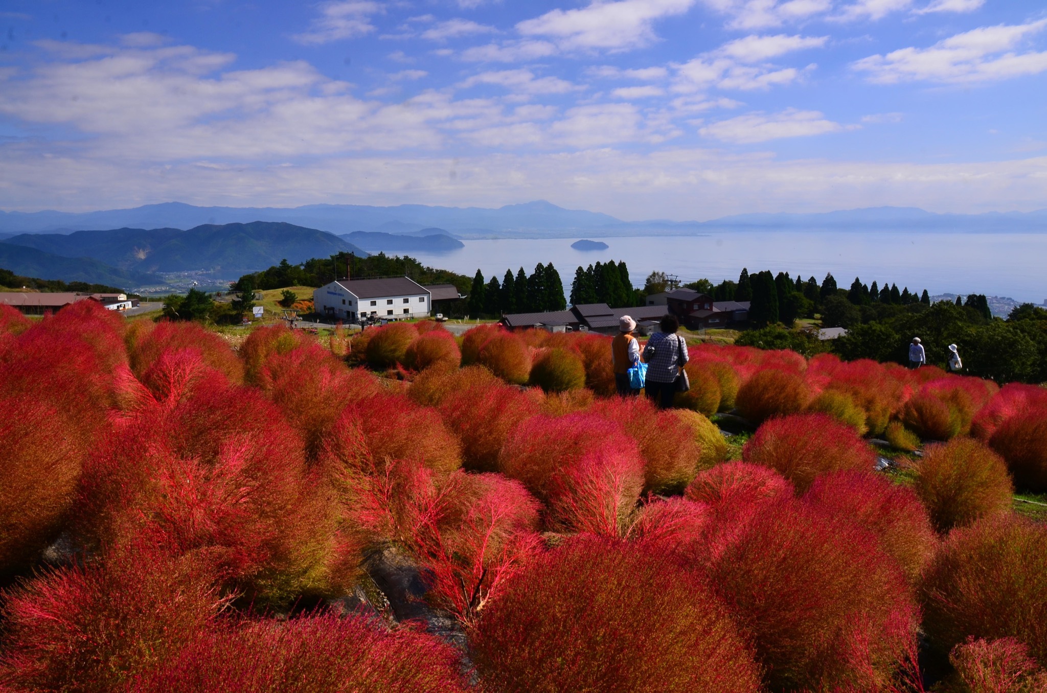 箱館山コキア