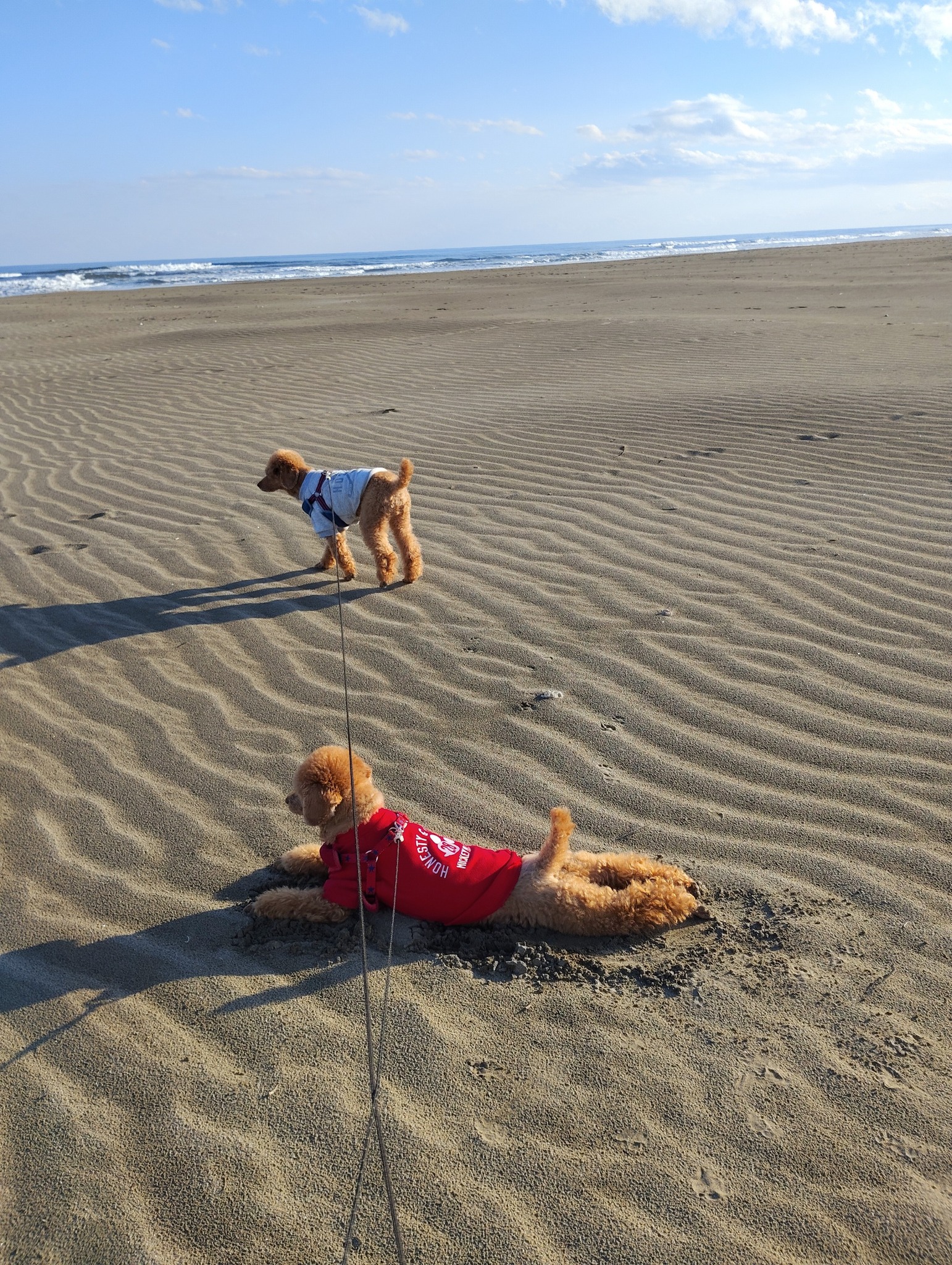 広い砂浜をのんびりお散歩