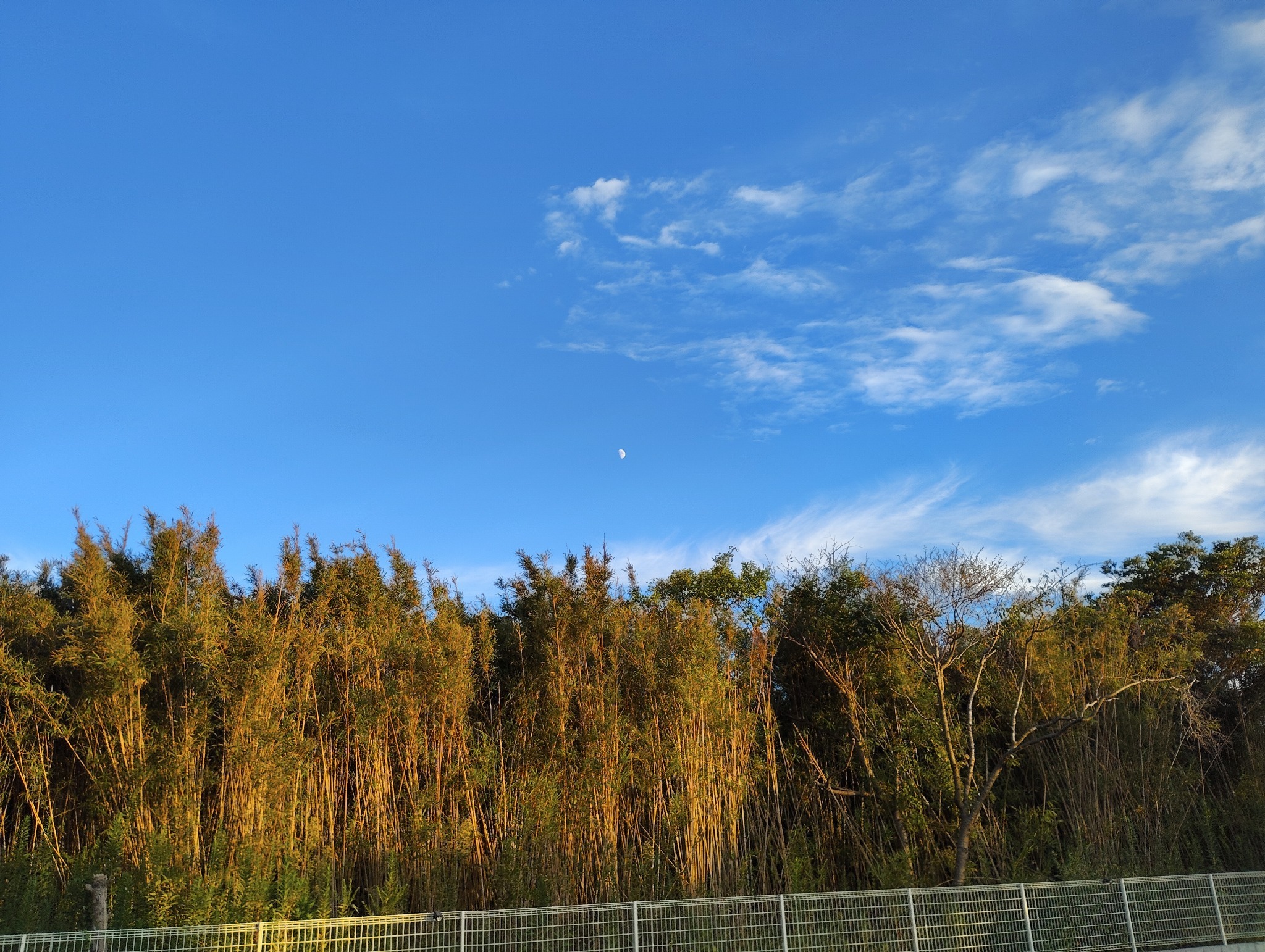 お庭は防風林に囲まれてるので怖がりワンちゃんものんびりできます