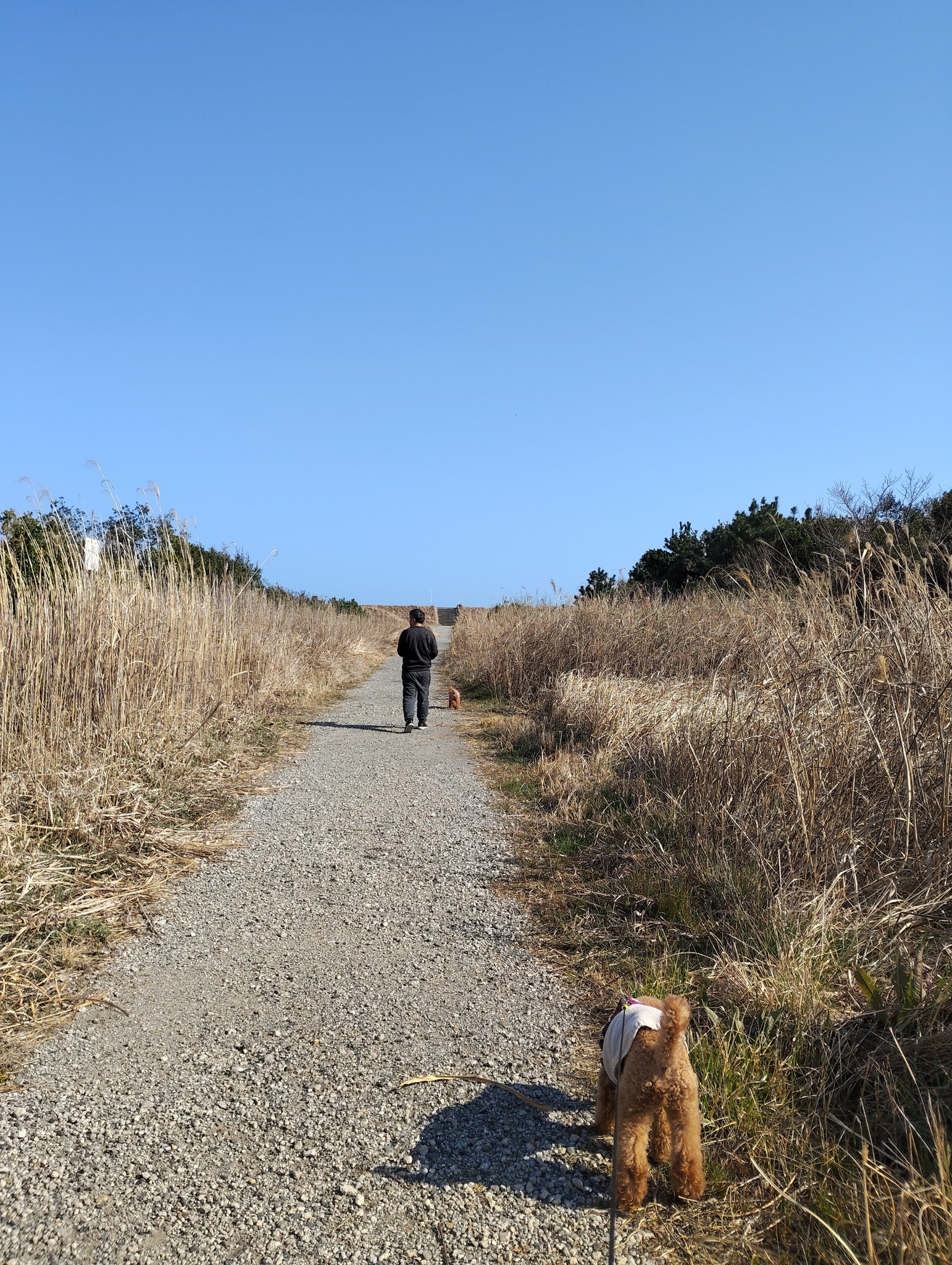 この道を歩いて砂浜まで3分。
