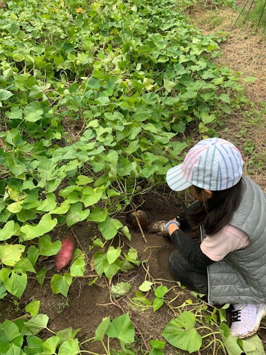 農業体験　さつま芋の収穫