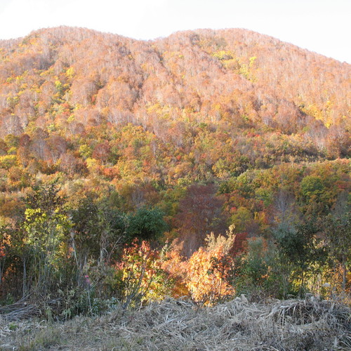 秋◇飯山の紅葉