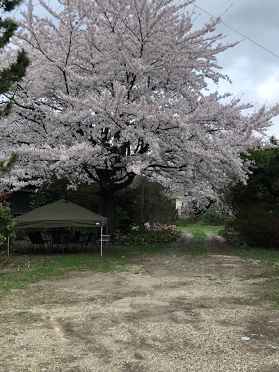 春には庭の桜が満開に