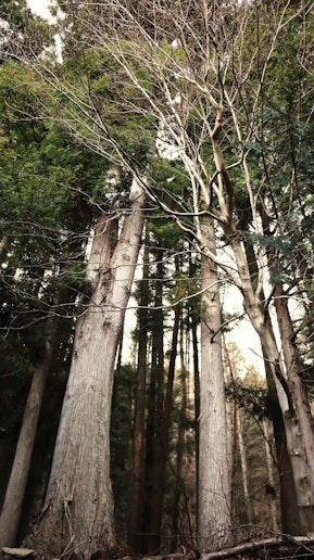 隣接する森の神秘的な空気。