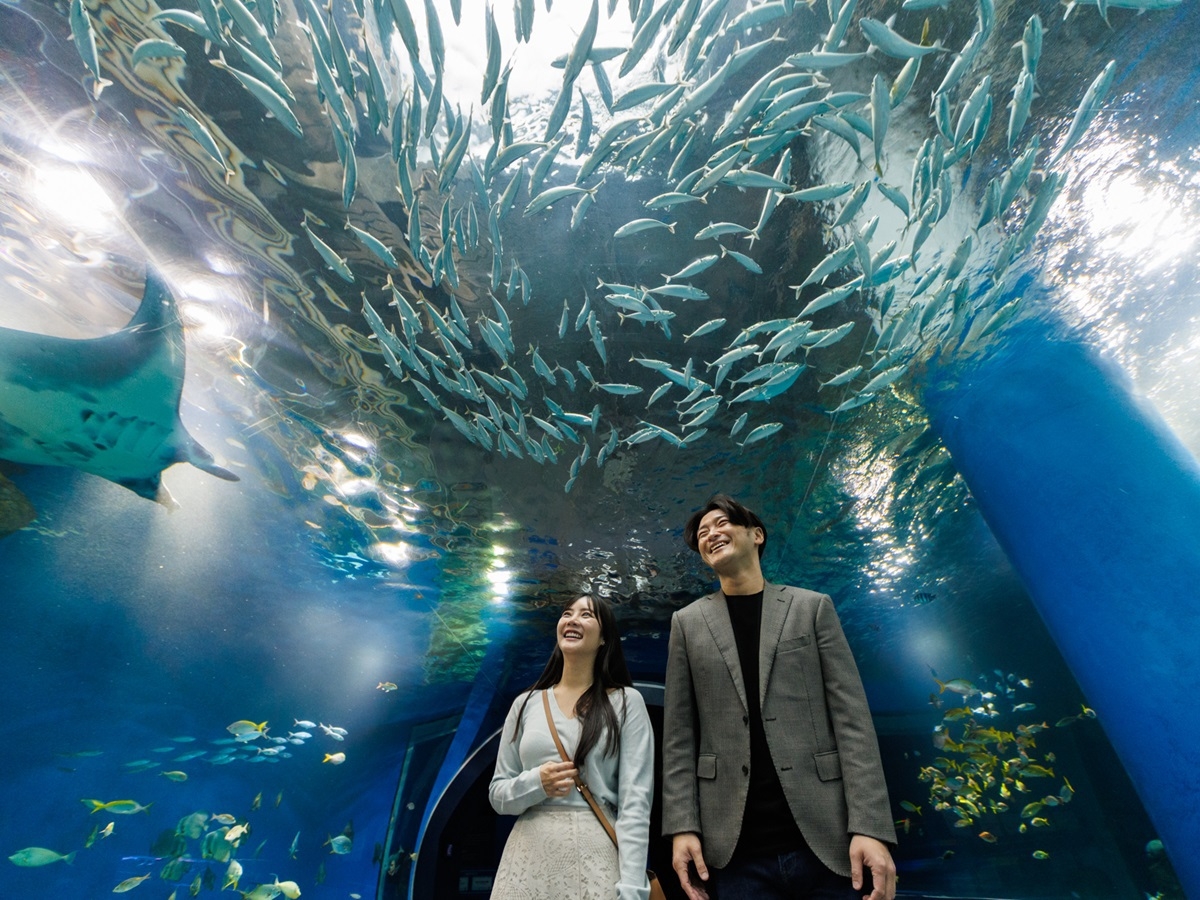 【1月3日限定】閉館後の水族館で楽しむ　NEW YEAR NIGHT AQUA（朝食付き）