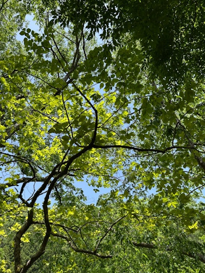 森の中　緑がいっぱい