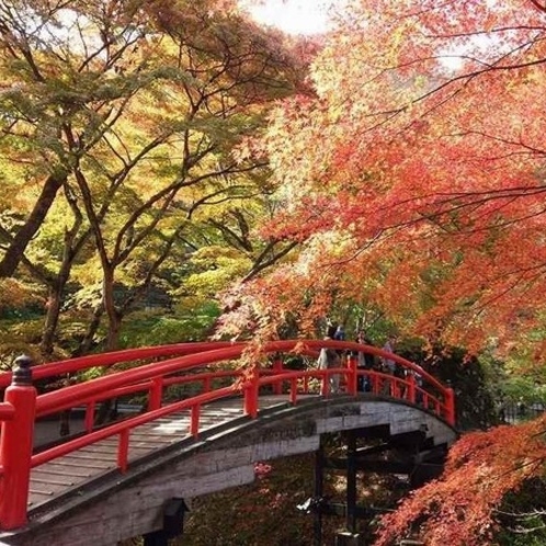 河鹿橋　紅葉