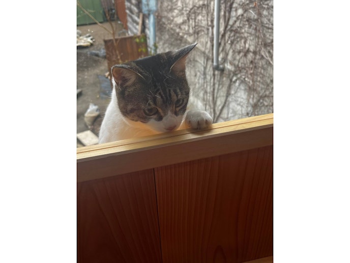 時々庭に遊びにくるご近所のマメ