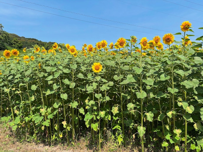向日葵畑に花が満開に