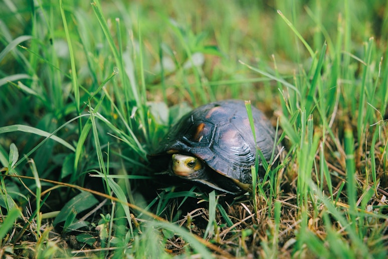 庭に住んでいるセマルハコガメ（天然記念物）