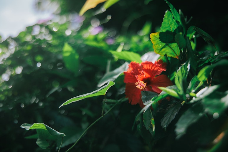 庭のハイビスカス