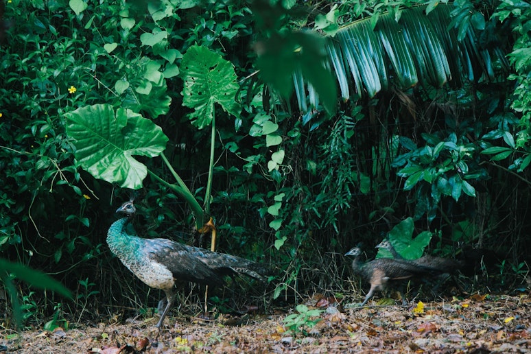 庭に遊びに来る孔雀の親子