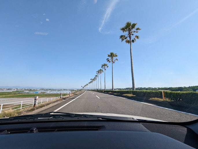 空港から青島方面のバイパスではパームツリーがお出迎え