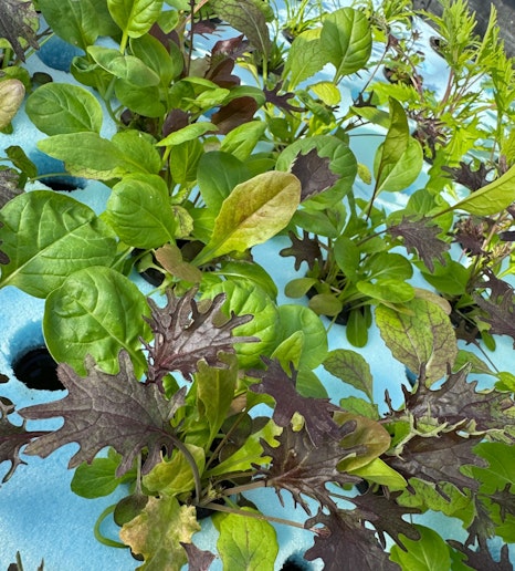 水耕栽培のベビーリーフ