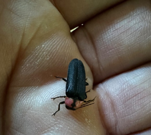 庭に飛んできた蛍