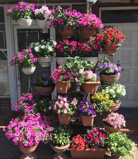 趣味で育てたサフィニア