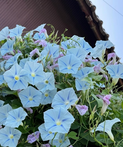 西洋朝顔ブルースター