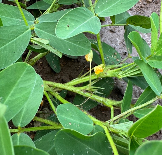 菜園の落花生の花