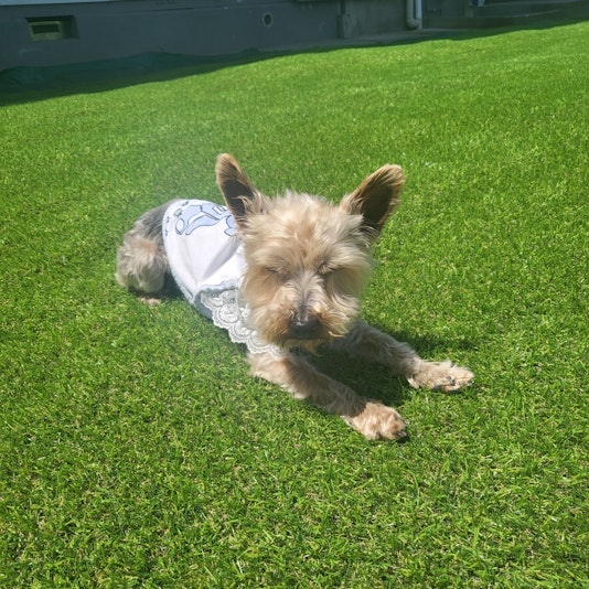 我が宿のワンコ