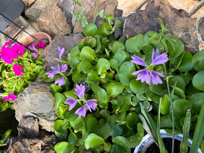 庭のホテイアオイの花