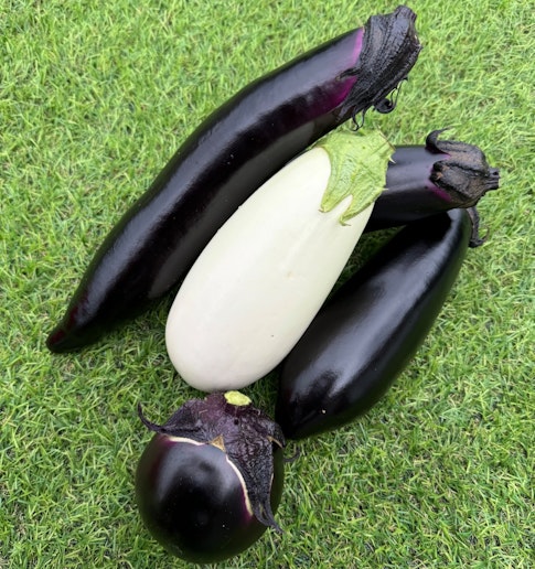 菜園で収穫した茄子
