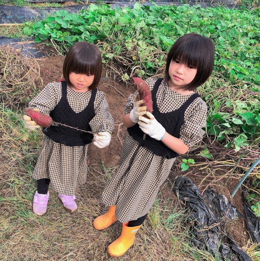 子供達の芋掘り