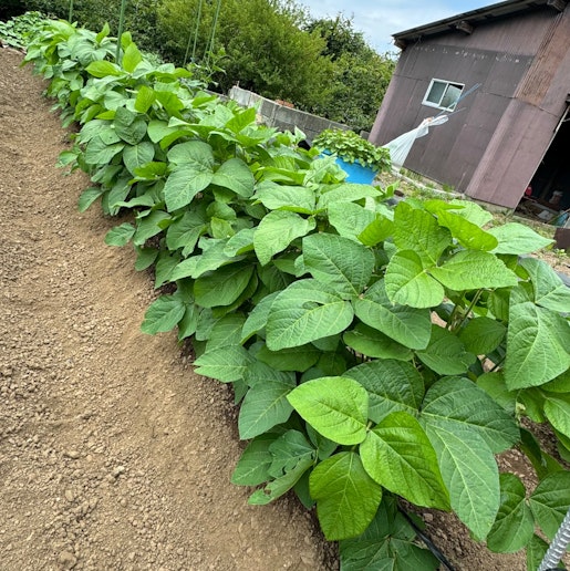 菜園の丹波の黒豆