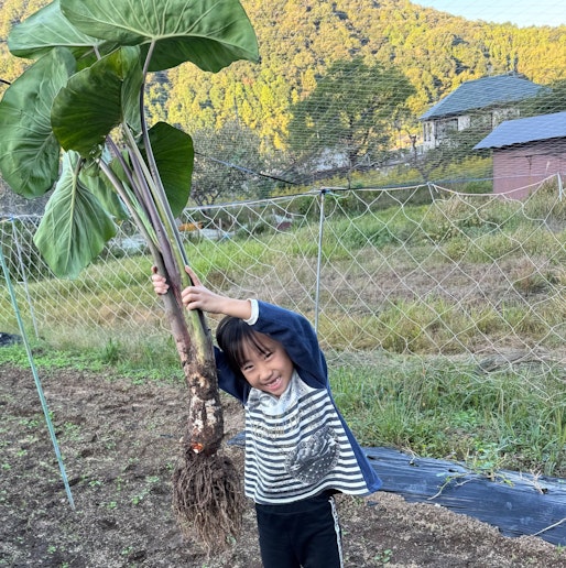菜園の海老芋の収穫