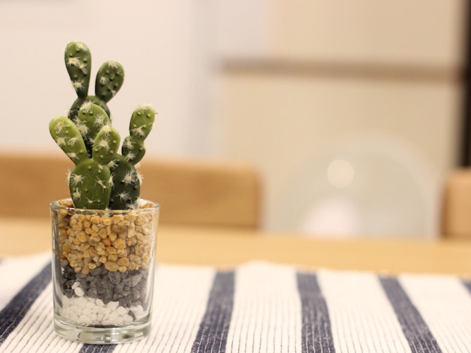 ・【サボテン】お部屋には観葉植物をいくつか置いており、癒される空間となっております