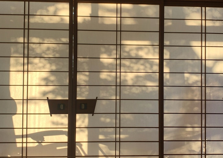 柔らかな光に透けて映る草木