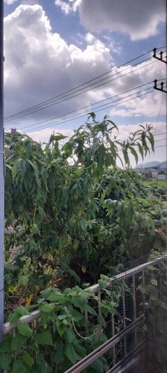 ベランダからの景色