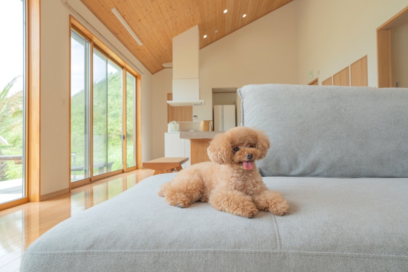 ワンちゃんがソファや窓辺でくつろぐ姿も絵になる空間。